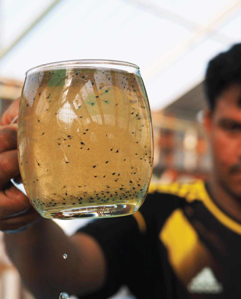 Description of the image