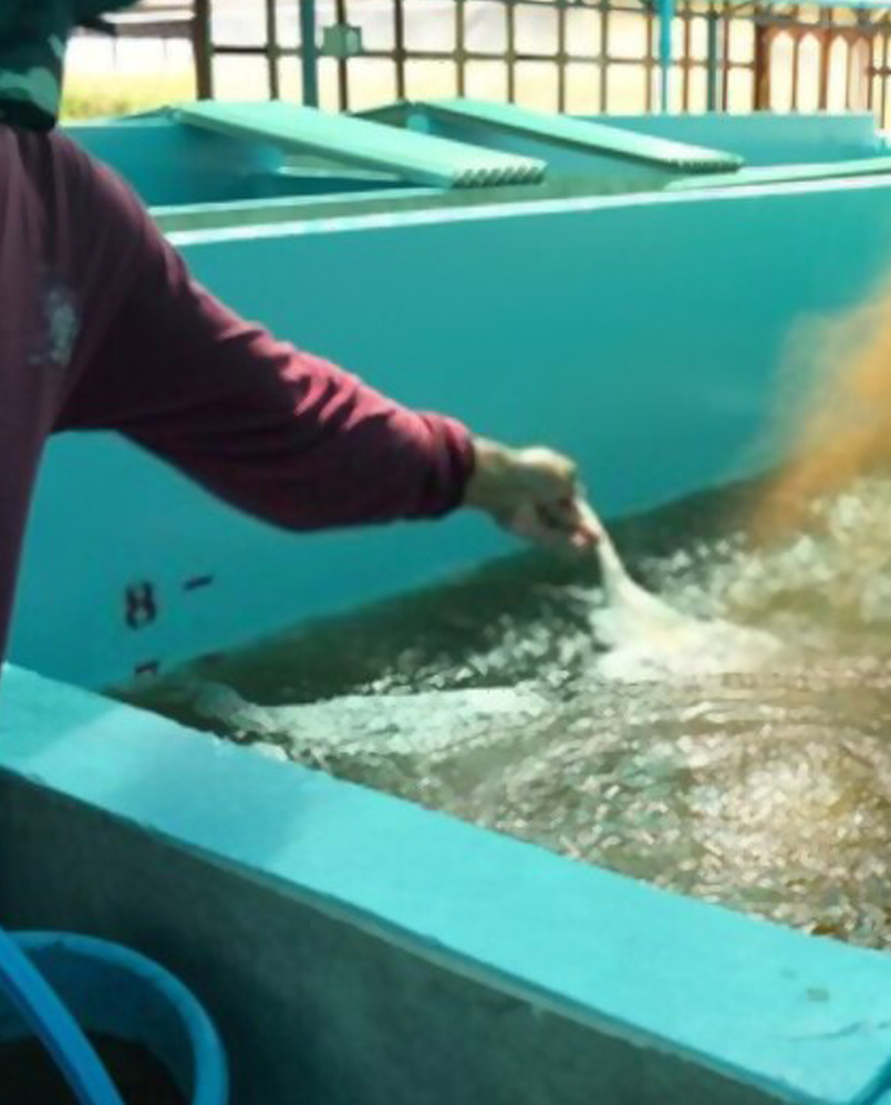 Description of the image