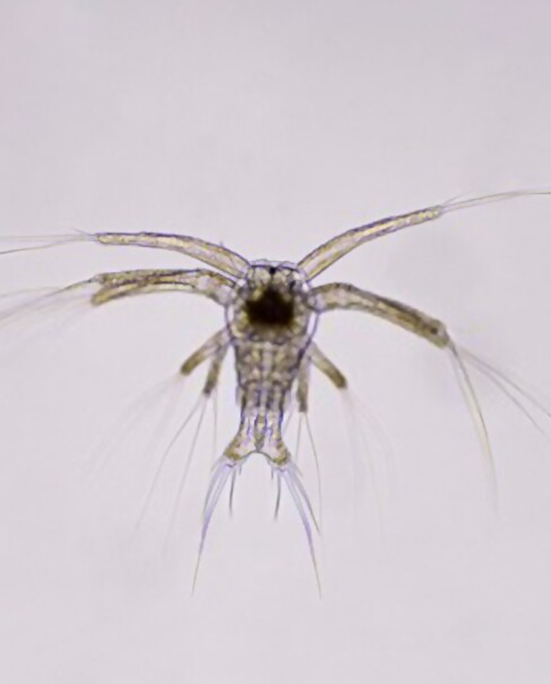 Description of the image