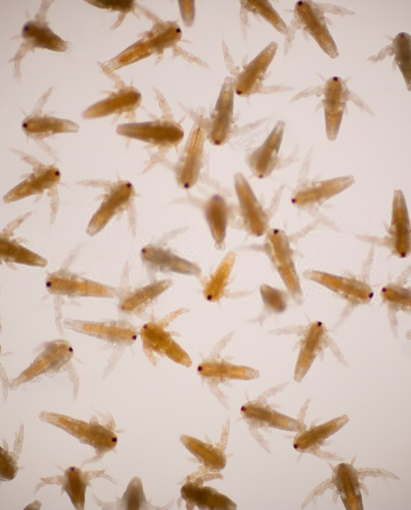 Description of the image