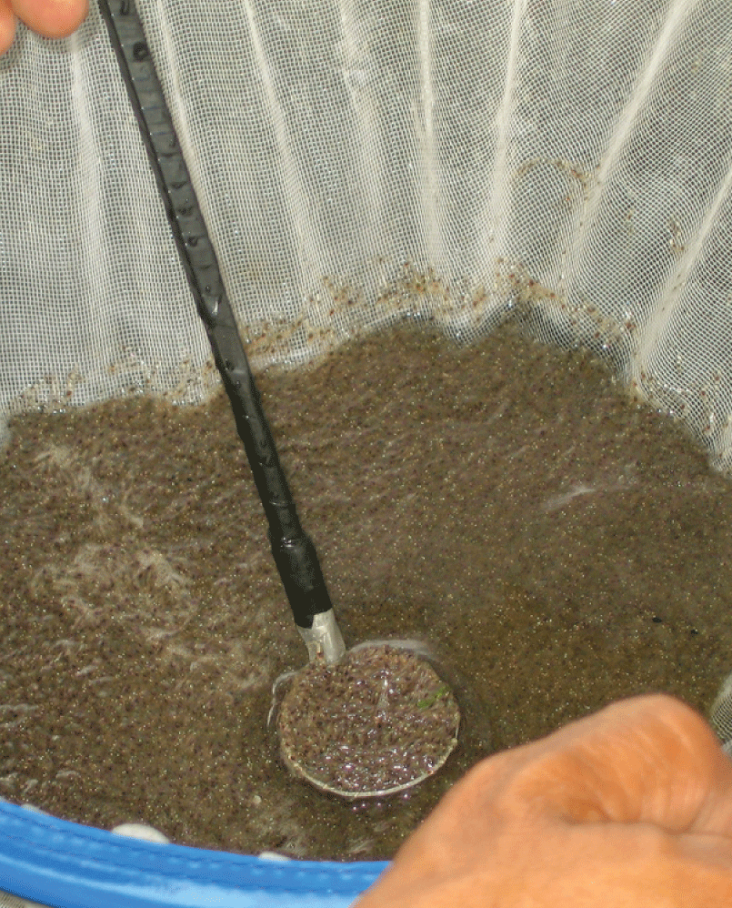 Description of the image